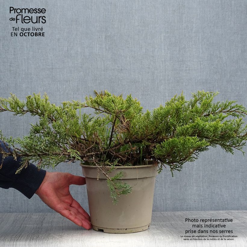 Exemplar von Juniperus sabina Rockery Gem Topf mit 4L/5L wie im Herbst geliefert