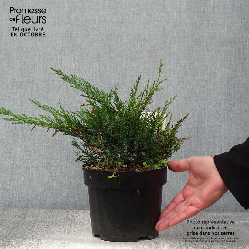 Exemplar von Juniperus sabina Tamariscifolia Topf mit 2L/3L wie im Herbst geliefert