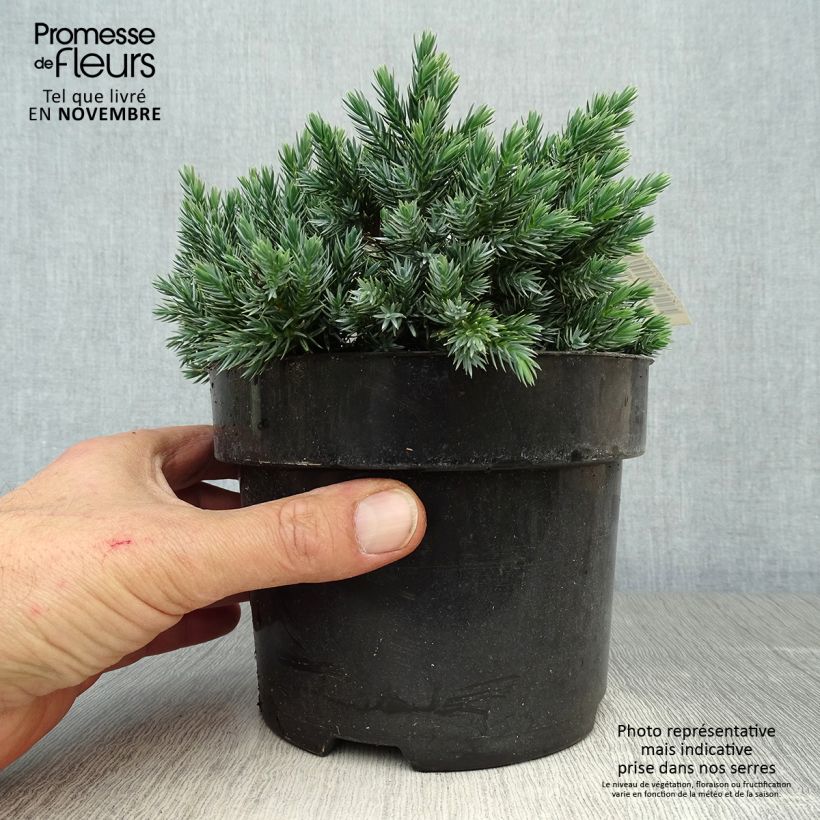 Exemplar von Juniperus squamata Blue Star Topf mit 2L/3L wie im Herbst geliefert
