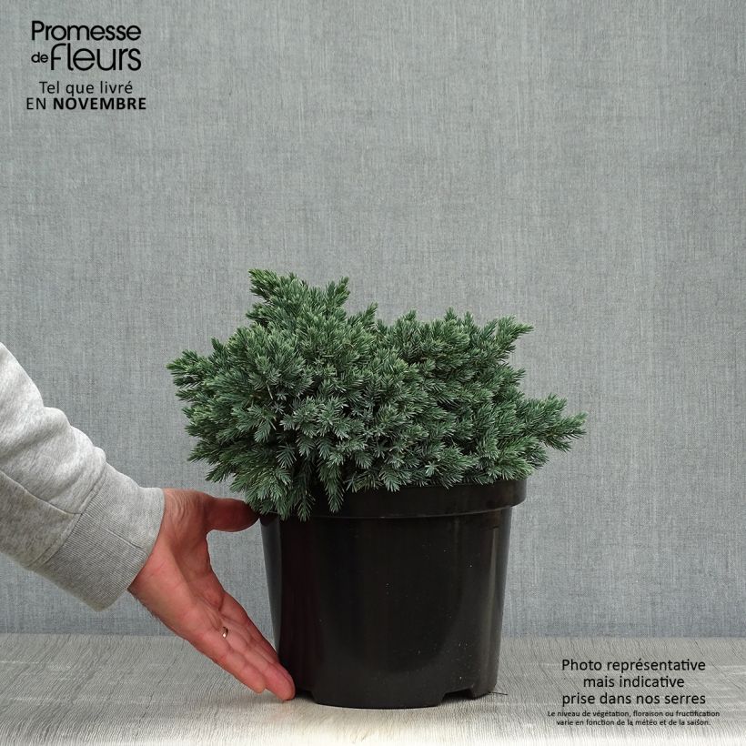 Exemplar von Juniperus squamata Blue Star Topf mit 3L/4L wie im Herbst geliefert
