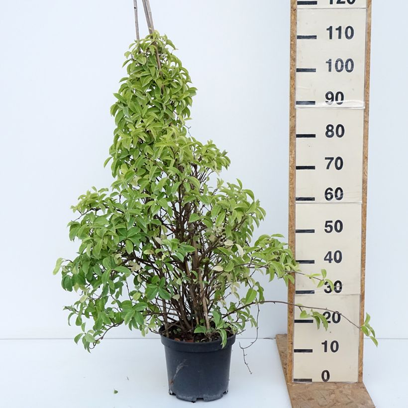 Exemplar von Kadsura japonica - Kugelfaden Topf mit 6L/7L wie im Herbst geliefert