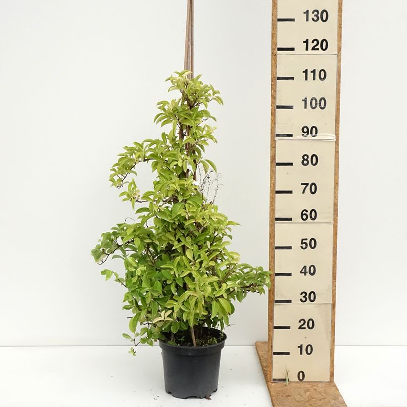 Exemplar von Kadsura japonica - Kugelfaden Topf mit 6L/7L wie im Sommer geliefert