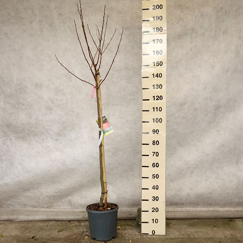 Exemplar von Kaki-Pflaume Muscat - Diospyros kaki Topf mit 12L/15L, Halbstamm wie im Herbst geliefert