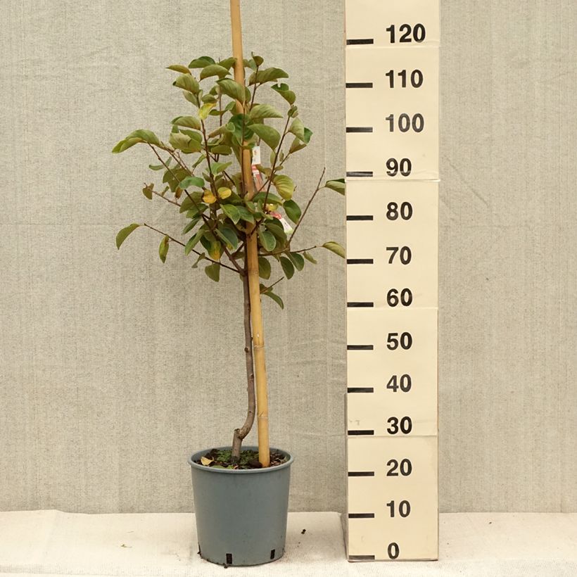 Exemplar von Kaki-Pflaume Fuyu - Diospyros kaki Topf mit 7,5L/10L, Gobelet-Form wie im Herbst geliefert