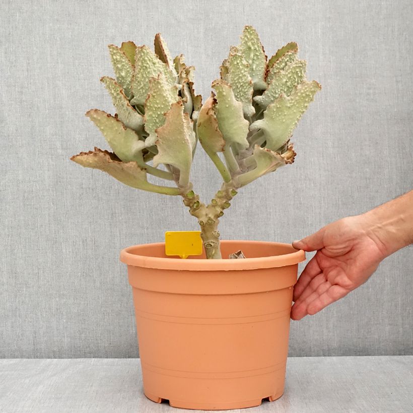 Exemplar von Kalanchoe beharensis Fang - Elefantenohr-Kalanchoe Topf mit 7,5L/10L wie im Sommer geliefert