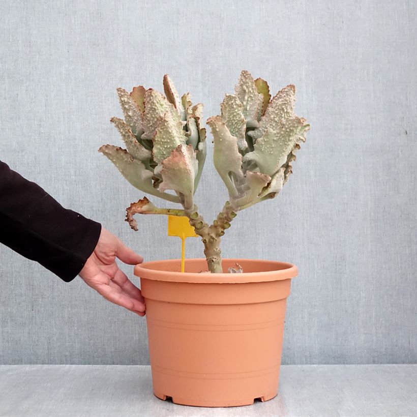 Exemplar von Kalanchoe beharensis Fang - Elefantenohr-Kalanchoe Topf mit 7,5L/10L wie im Herbst geliefert