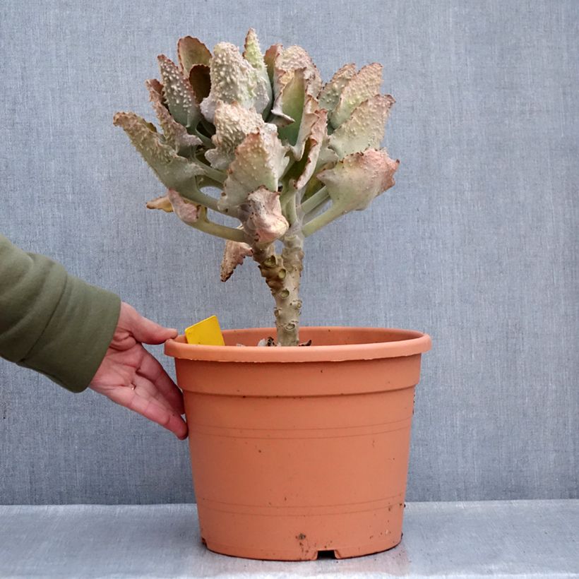 Exemplar von Kalanchoe beharensis Fang - Elefantenohr-Kalanchoe Topf mit 7,5L/10L wie im Winter geliefert