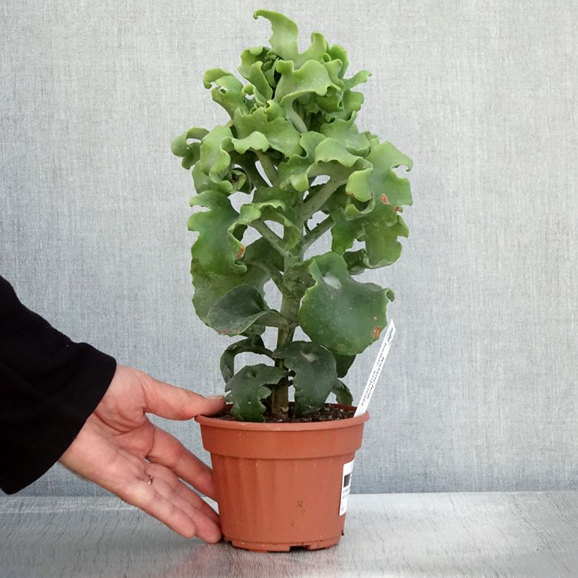 Exemplar von Kalanchoe beharensis subnuda Topf 12 cm / 13 cm wie im Herbst geliefert