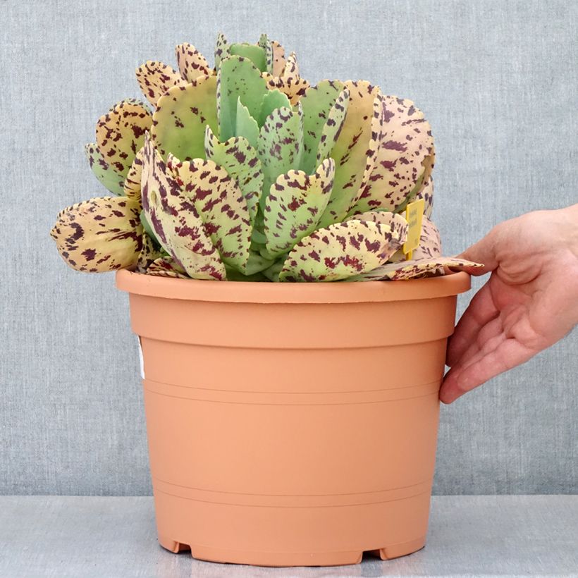 Exemplar von Kalanchoe marmorata Topf mit 7,5L/10L wie im Frühjahr geliefert