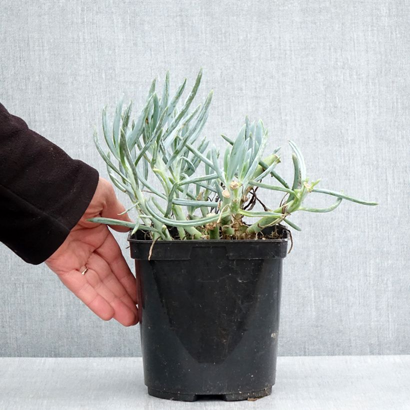 Exemplar von Kalanchoe thyrsiflora Bronze Sculpture - Wüstenkohl Topf mit 2L/3L wie im Frühjahr geliefert