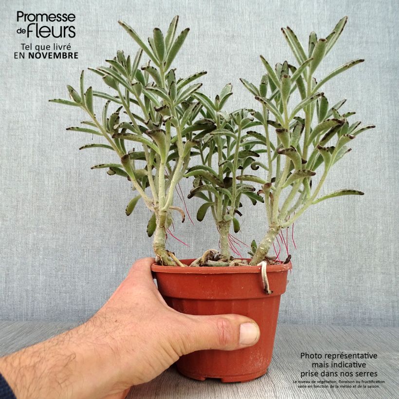 Exemplar von Kalanchoe tomentosa - Panda-Pflanze Topf 12 cm / 13 cm wie im Herbst geliefert