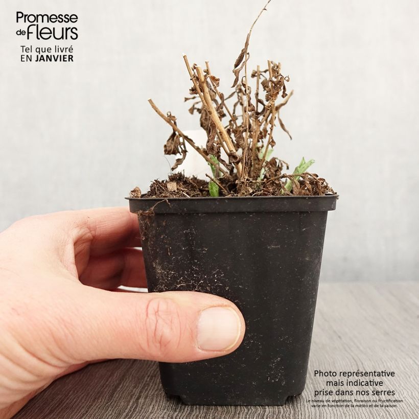 Exemplar von Schönaster Alba - Kalimeris incisa Kleine Töpfe von 8/9 cm wie im Winter geliefert