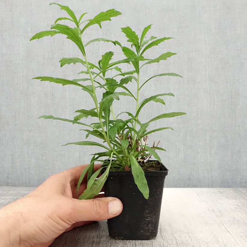 Exemplar von Schönaster Alba - Kalimeris incisa Kleine Töpfe von 8/9 cm wie im Frühjahr geliefert