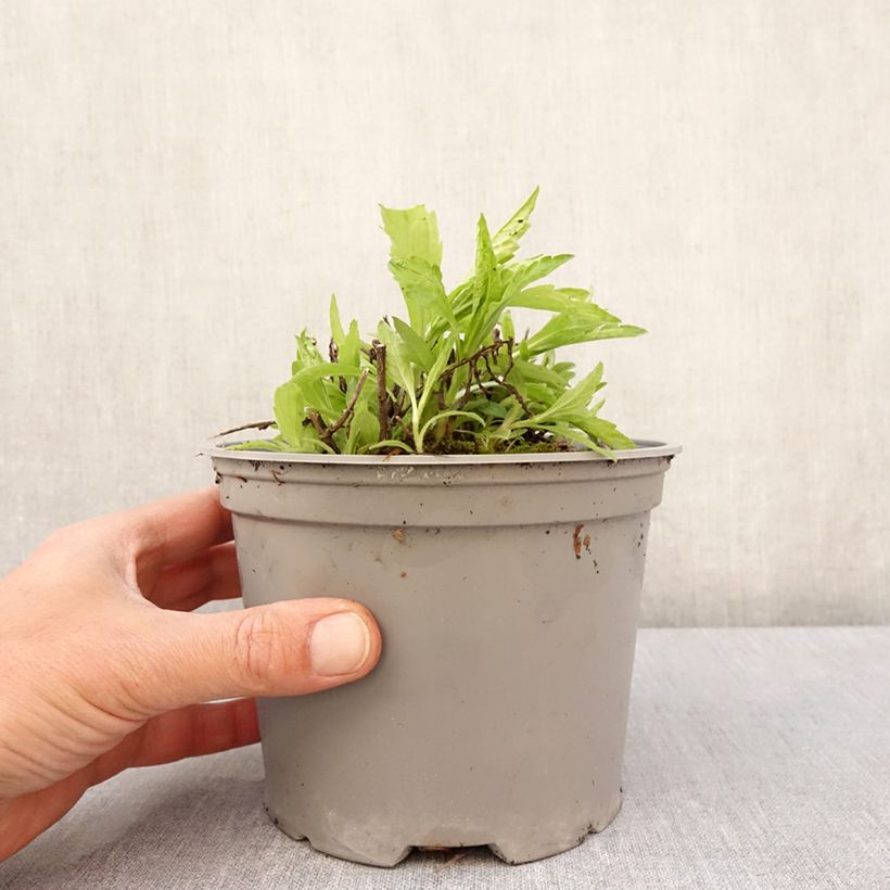 Exemplar von Schönaster Charlotte - Kalimeris incisa Topf mit 2L/3L wie im Frühjahr geliefert