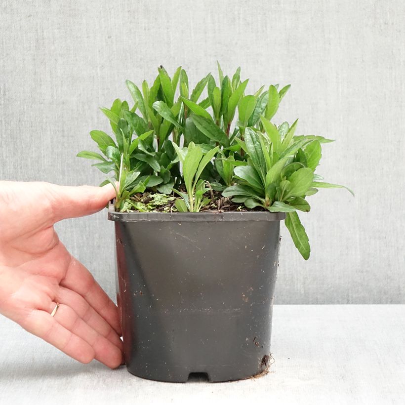 Exemplar von Schönaster Nana Blue - Kalimeris incisa Topf mit 2L/3L wie im Frühjahr geliefert