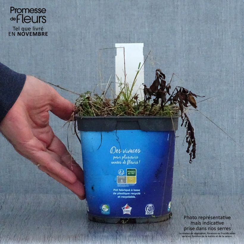 Exemplar von Schönaster - Kalimeris incisa Topf mit 2L/3L wie im Herbst geliefert
