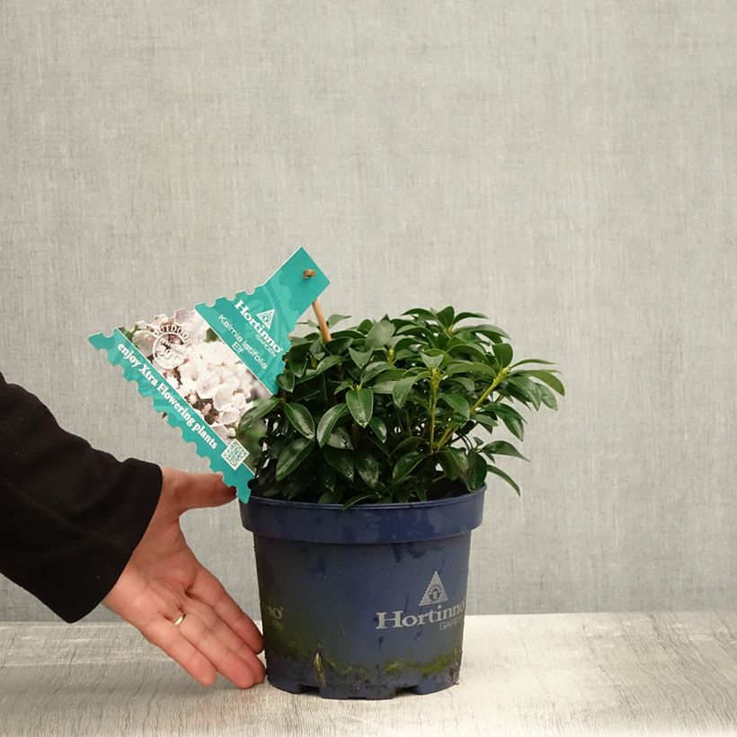 Exemplar von Lorbeerrose Elf - Kalmia latifolia Topf mit 3L/4L wie im Herbst geliefert