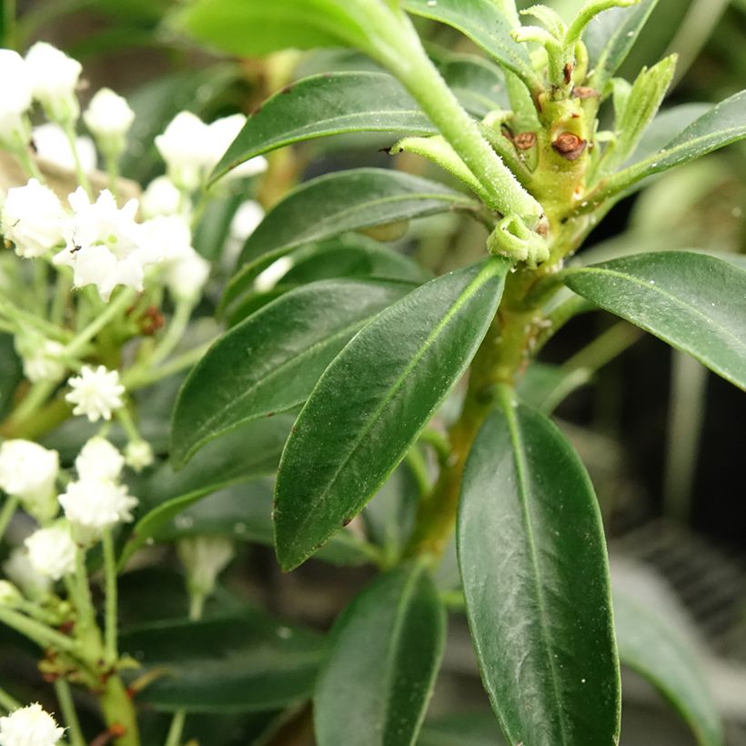 Lorbeerrose Elf - Kalmia latifolia (Laub)