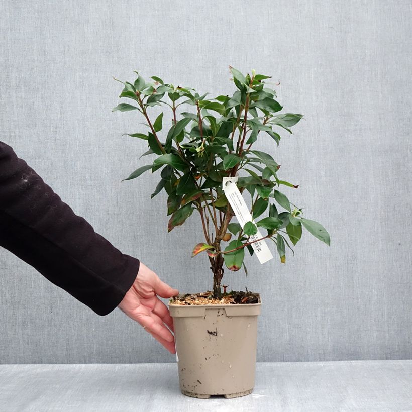 Exemplar von Lorbeerrose Ideal - Kalmia latifolia Topf mit 3L/4L wie im Herbst geliefert