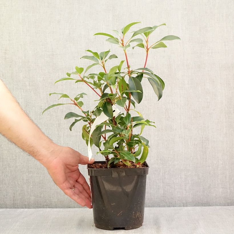 Exemplar von Lorbeerrose Keepsake - Kalmia latifolia Topf mit 2L/3L wie im Sommer geliefert