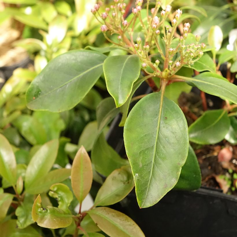 Lorbeerrose Keepsake - Kalmia latifolia (Laub)