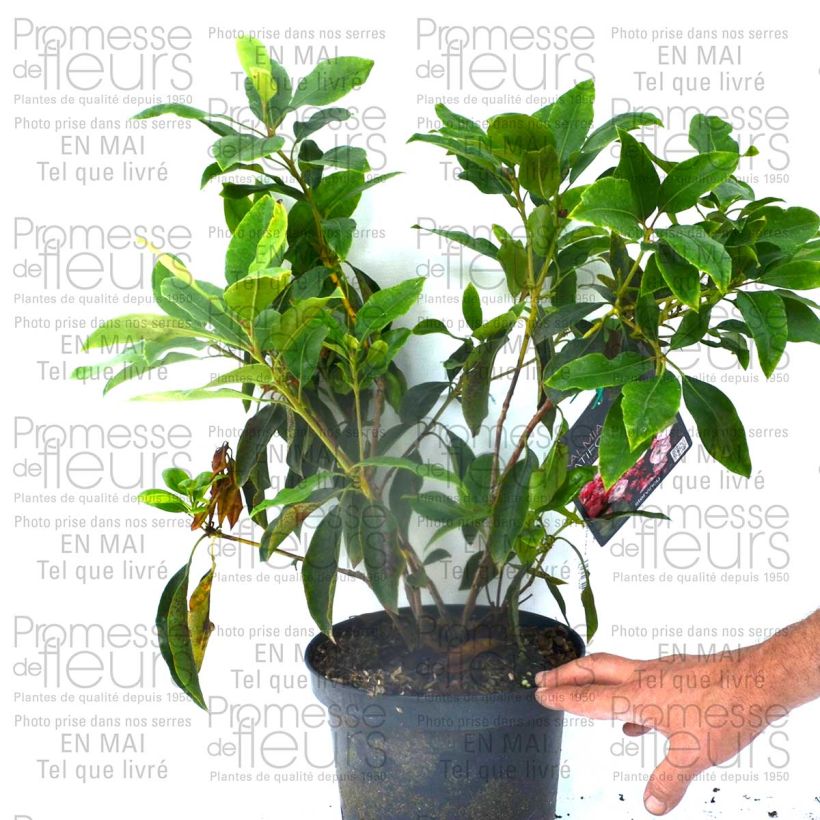 Beispiel eines Exemplars von Lorbeerrose Madeline - Kalmia latifolia Topf mit 4L/5L wie geliefert