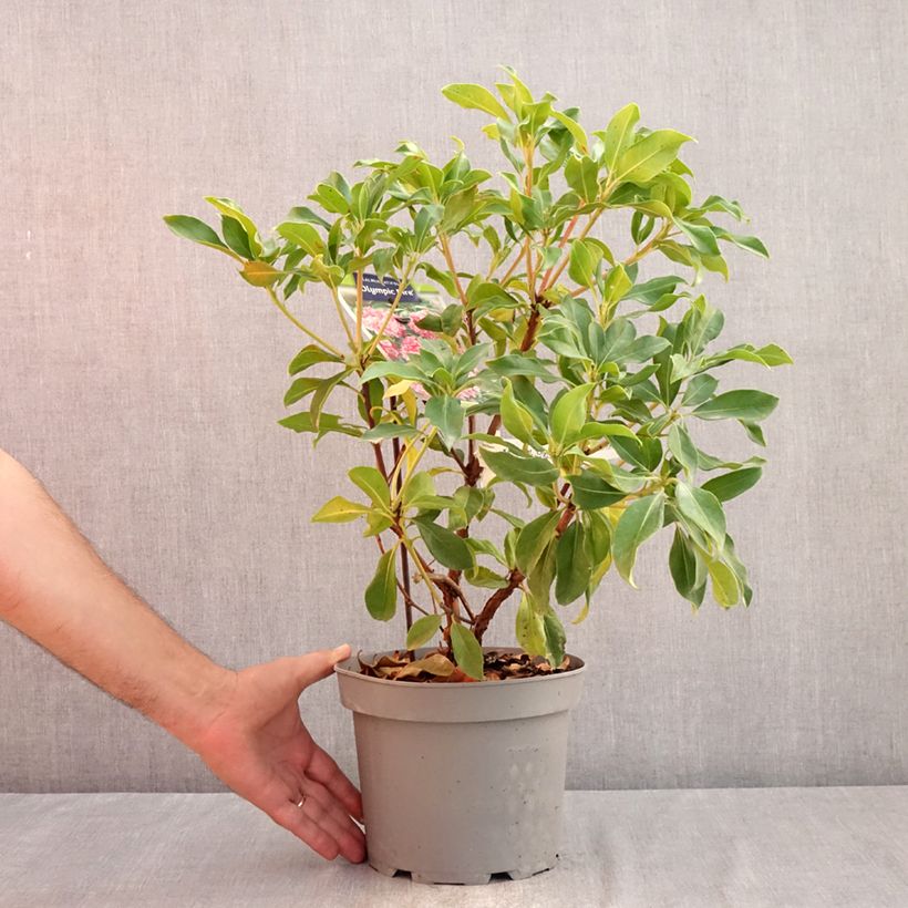 Exemplar von Lorbeerrose Olympic Fire - Kalmia latifolia Topf mit 3L/4L wie im Sommer geliefert