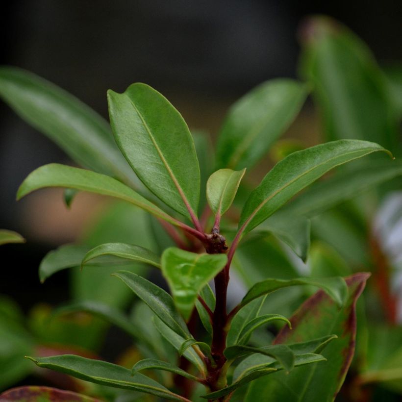 Lorbeerrose Pinkobello - Kalmia latifolia (Laub)