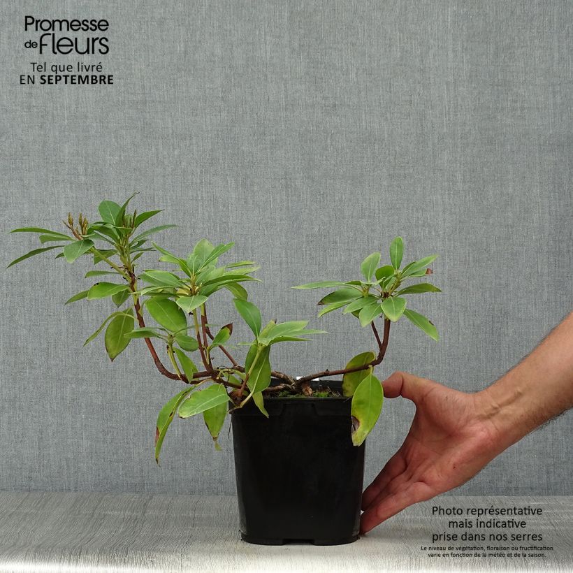 Exemplar von Lorbeerrose Tad - Kalmia latifolia Topf mit 3L/4L wie im Herbst geliefert