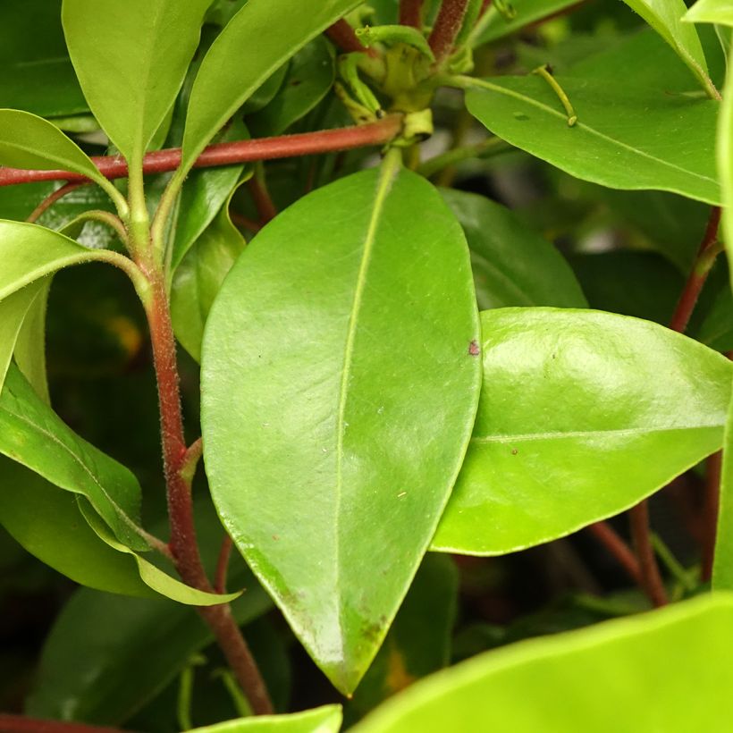 Lorbeerrose Windmill - Kalmia latifolia (Laub)