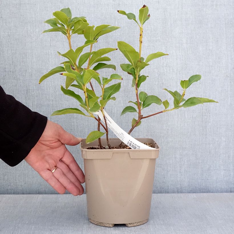 Exemplar von Lorbeerrose Windmill - Kalmia latifolia Topf mit 3L/4L wie im Frühjahr geliefert