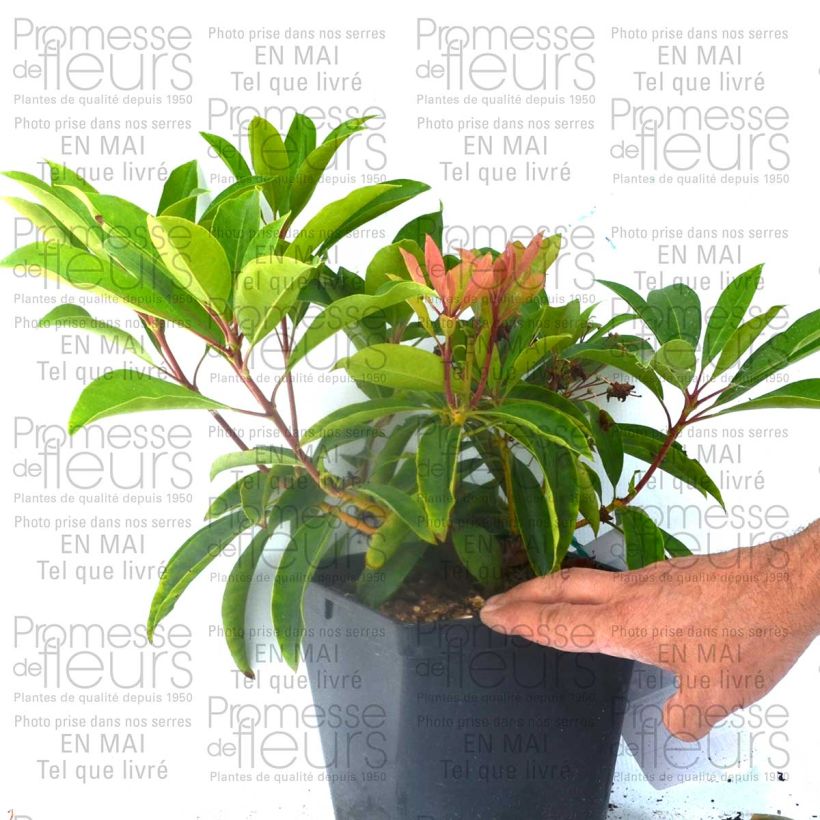 Beispiel eines Exemplars von Lorbeerrose You Can - Kalmia latifolia Topf mit 2L/3L wie geliefert