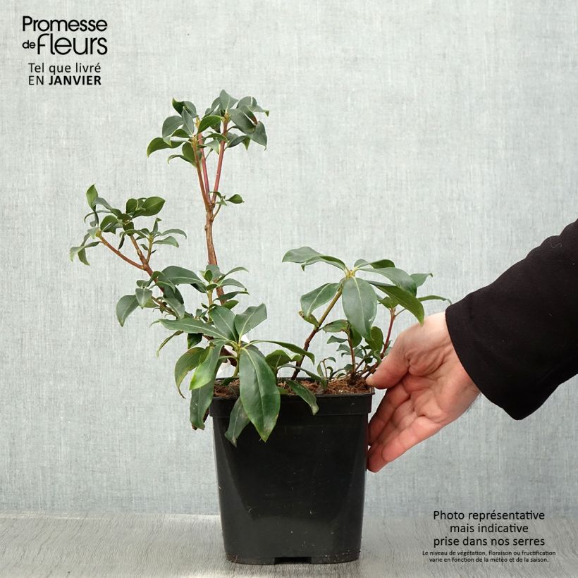 Exemplar von Lorbeerrose Zebulon - Kalmia latifolia Topf mit 3L/4L wie im Winter geliefert