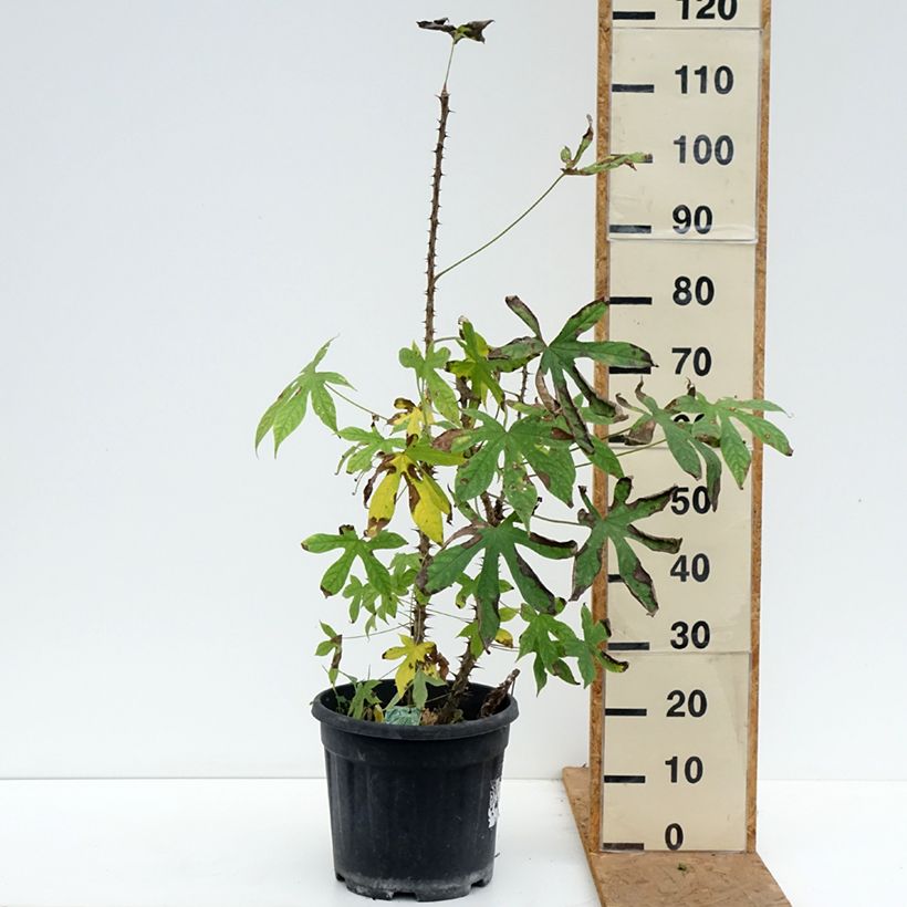 Exemplar von Kalopanax septemlobus maximowiczii - Baumaralie Topf mit 12L/15L wie im Herbst geliefert