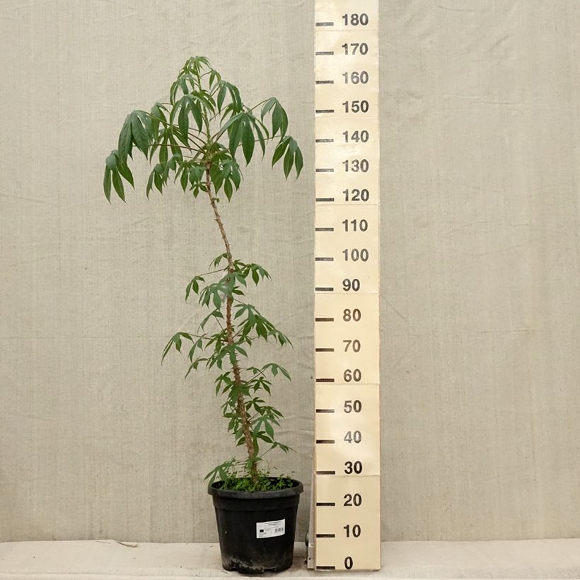 Exemplar von Kalopanax septemlobus maximowiczii - Baumaralie Topf mit 12L/15L wie im Frühjahr geliefert