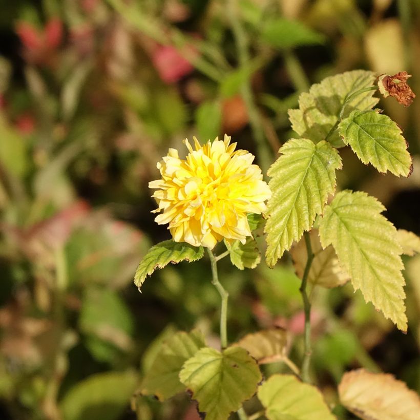 Goldröschen - Kerria japonica (Blüte)