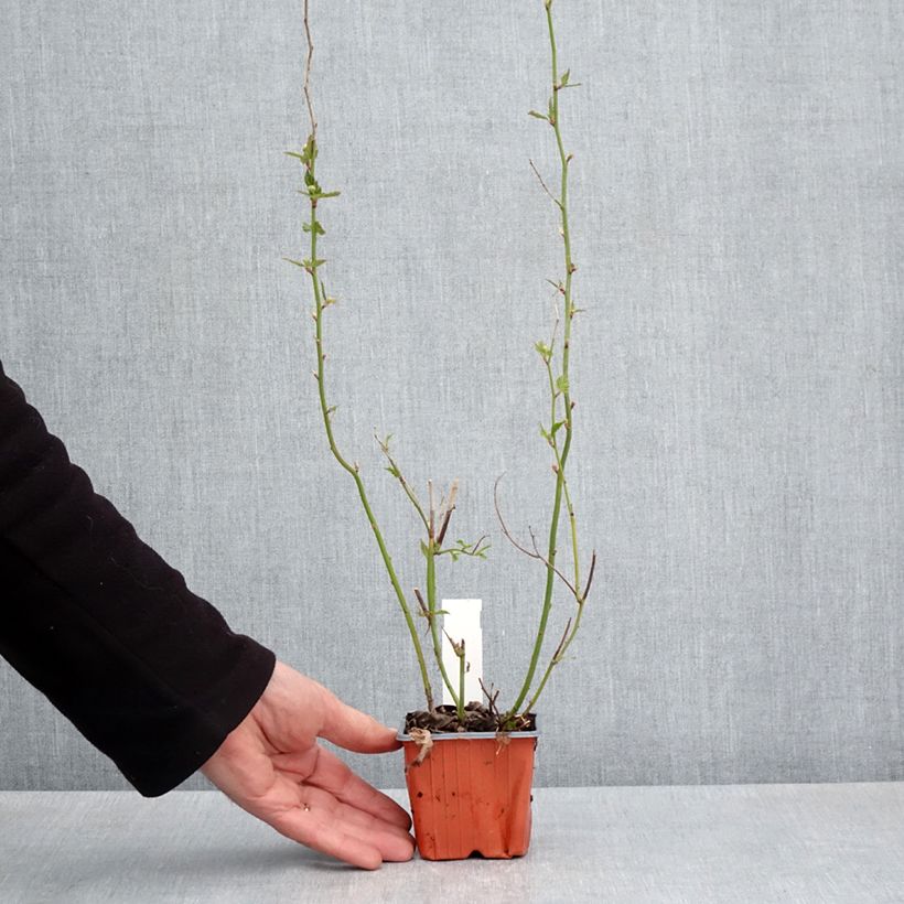 Exemplar von Goldröschen - Kerria japonica Kleine Töpfe von 8/9 cm wie im Frühjahr geliefert