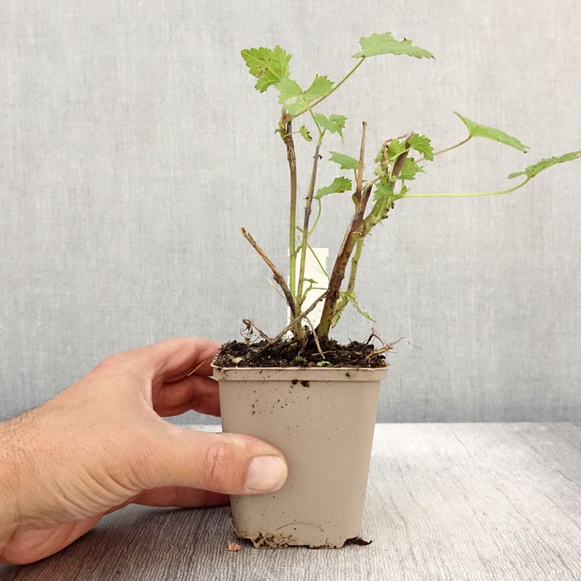 Exemplar von Kitaibelia vitifolia - Weinblättrige Scheinmalve Kleine Töpfe von 8/9 cm wie im Herbst geliefert