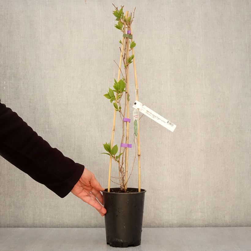 Exemplar von Actinidia arguta Fresh Jumbo - Zwerg Kiwi Topf mit 2L/3L wie im Frühjahr geliefert