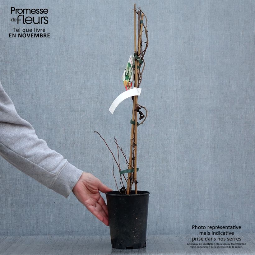 Exemplar von Actinidia arguta Romeo - Zwerg Kiwi Topf mit 2L/3L wie im Herbst geliefert