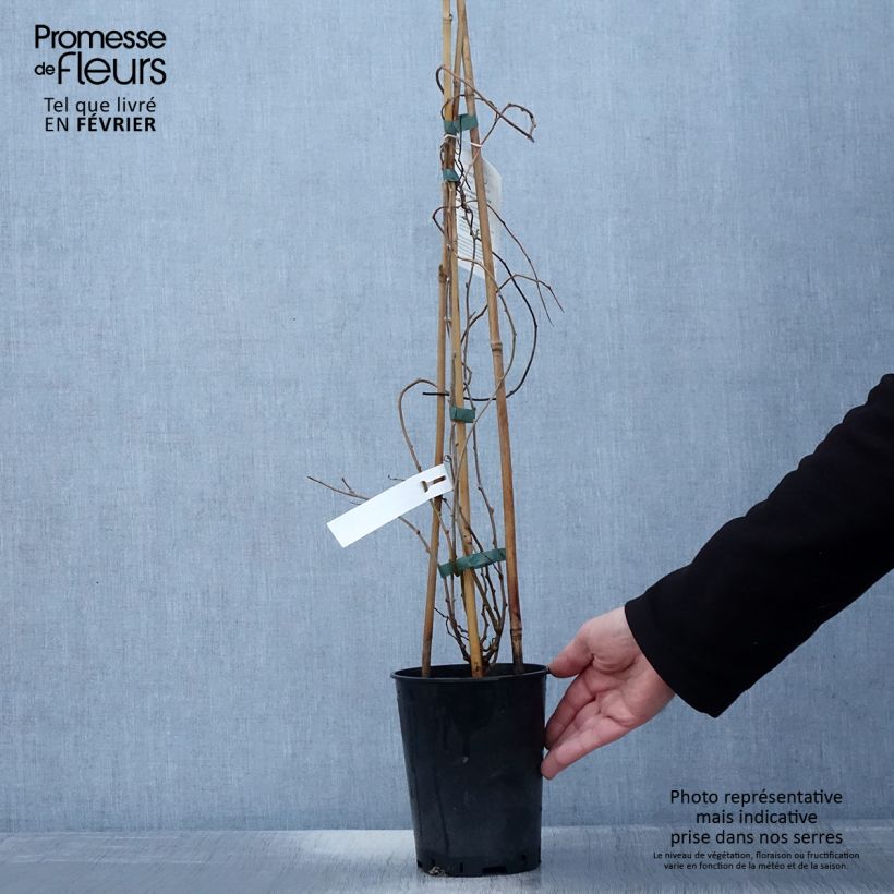 Exemplar von Actinidia arguta Romeo - Zwerg Kiwi Topf mit 2L/3L wie im Winter geliefert