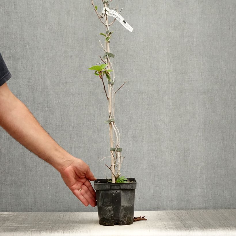 Exemplar von Actinidia arguta Weima - Zwerg Kiwi Topf mit 2L/3L wie im Sommer geliefert
