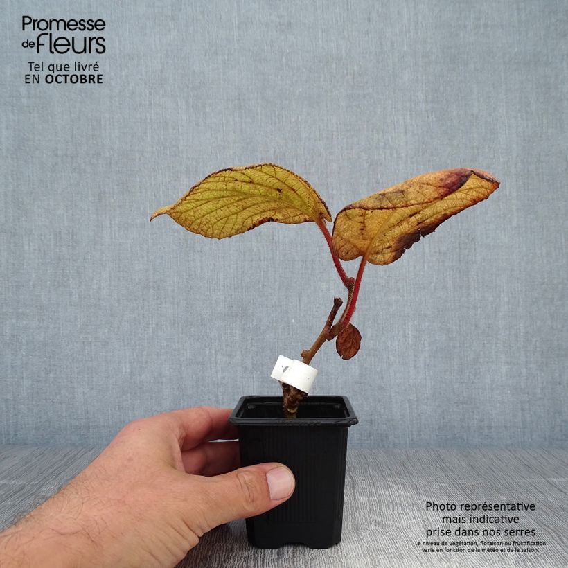 Exemplar von Actinidia deliciosa Kiwidoo (Weiblich) - Chinesischer Strahlengriffel Kleine Töpfe von 8/9 cm wie im Herbst geliefert