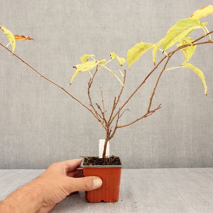 Exemplar von Actinidia arguta Ananasnaya (Weiblich) - Zwerg Kiwi Kleine Töpfe von 8/9 cm wie im Sommer geliefert