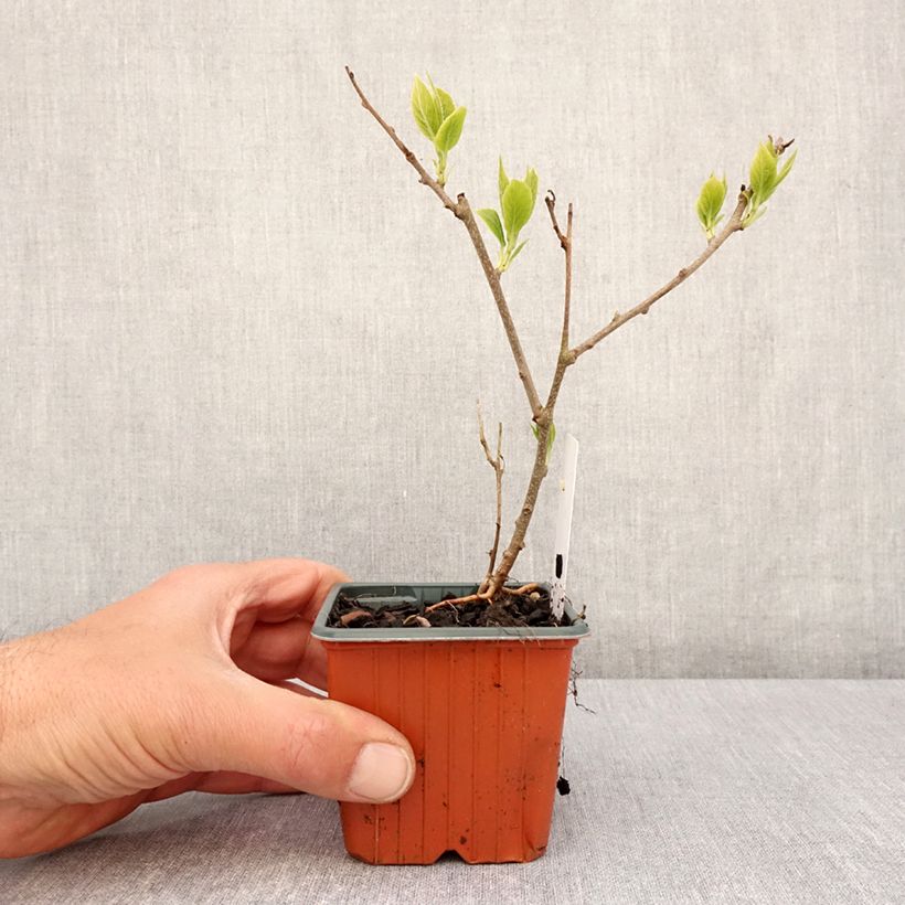 Exemplar von Actinidia arguta Ananasnaya (Weiblich) - Zwerg Kiwi Kleine Töpfe von 8/9 cm wie im Frühjahr geliefert