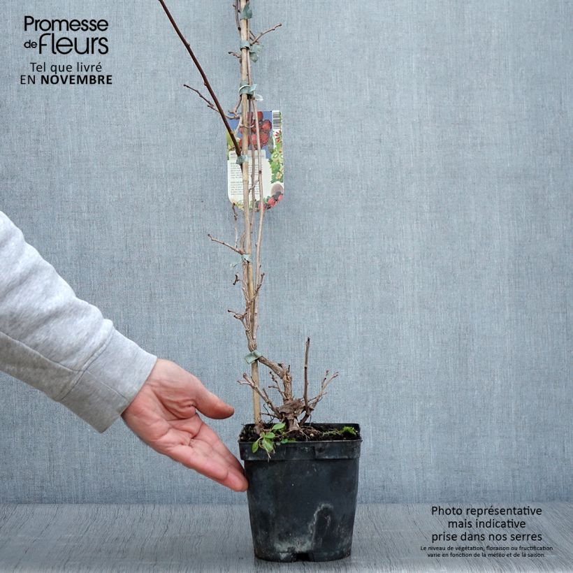 Exemplar von Actinidia arguta Ananasnaya (Weiblich) - Zwerg Kiwi Topf mit 1,5L/2L wie im Herbst geliefert