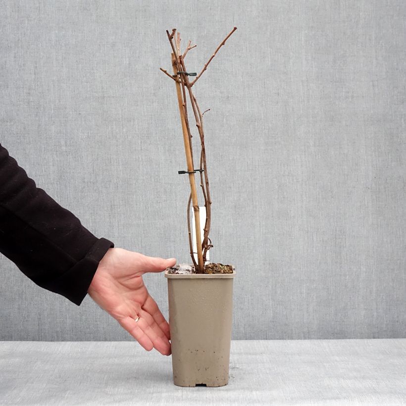 Exemplar von Actinidia arguta Pink Jumbo - Zwerg Kiwi Topf mit 1,5L/2L wie im Winter geliefert