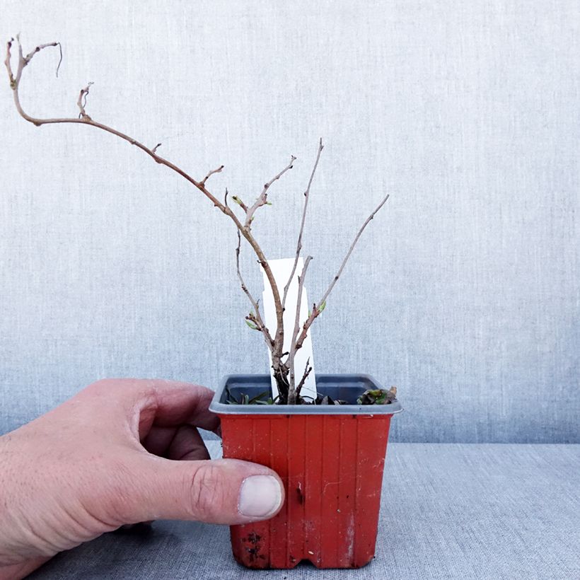 Exemplar von Actinidia arguta Ken's Red - Zwerg Kiwi Kleine Töpfe von 8/9 cm wie im Frühjahr geliefert