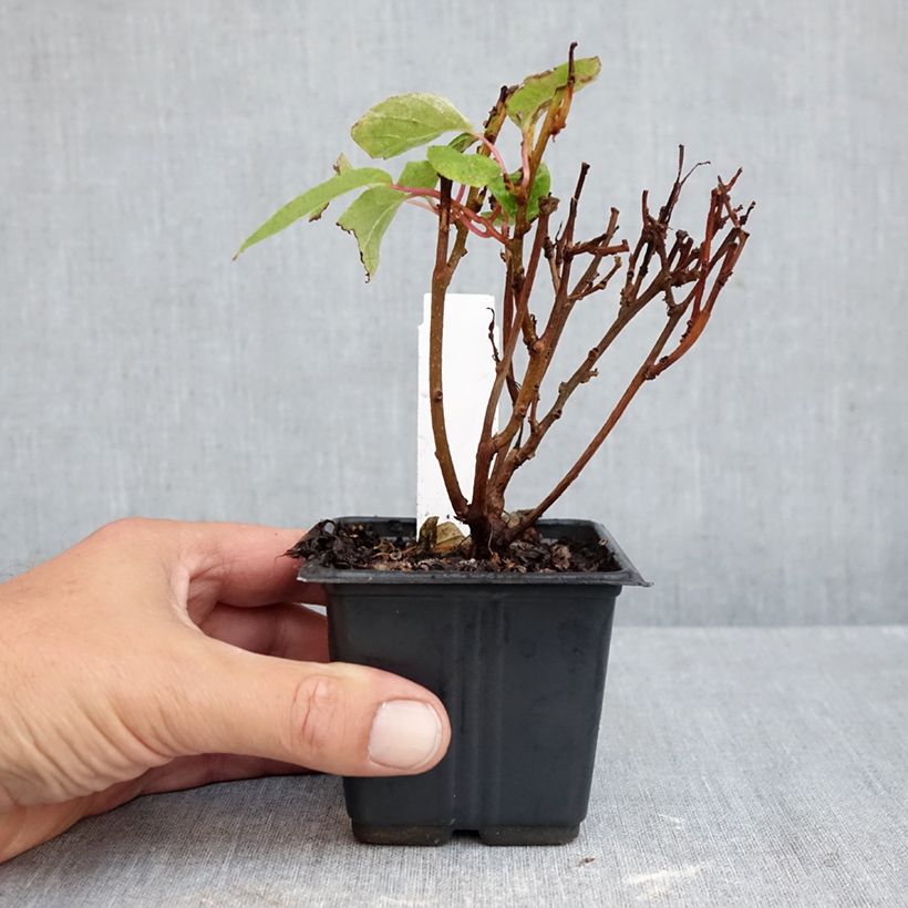 Exemplar von Actinidia arguta Ken's Red - Zwerg Kiwi Kleine Töpfe von 8/9 cm wie im Herbst geliefert
