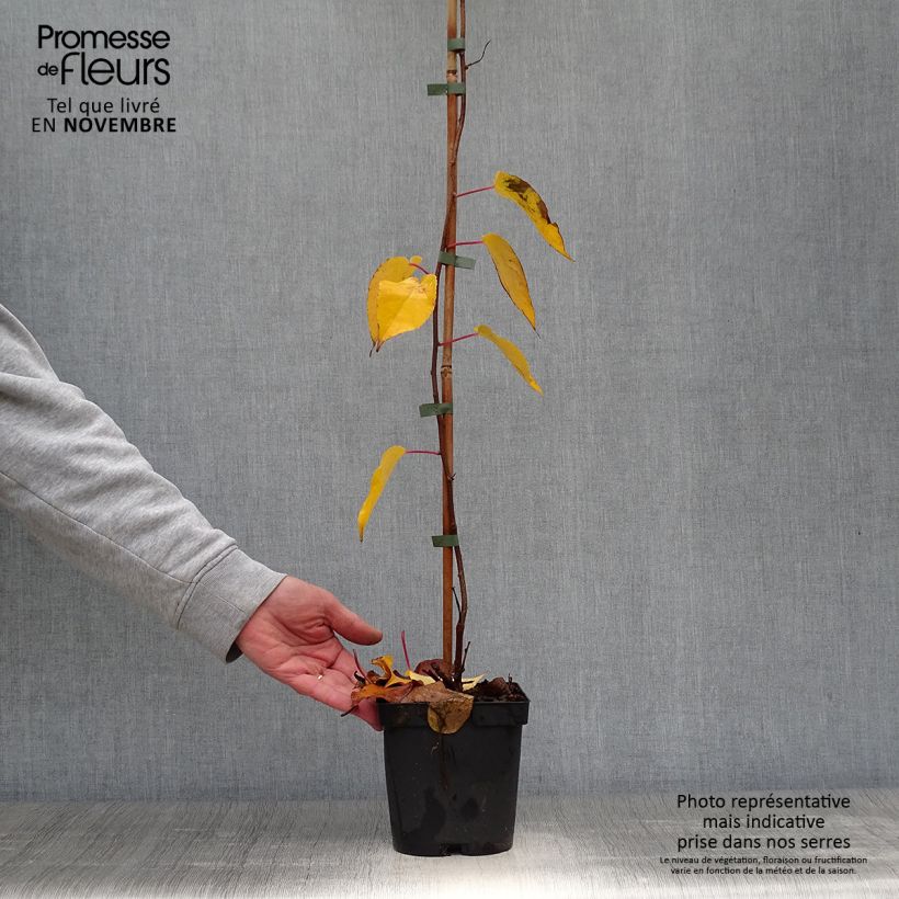 Exemplar von Actinidia arguta Ken's Red - Zwerg Kiwi Topf mit 1,5L/2L wie im Herbst geliefert